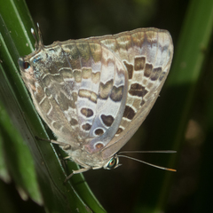 Arhopala hellenore