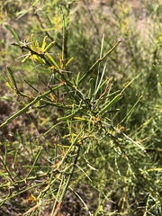 Acacia victoriae