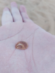 Bostrycapulus pritzkeri