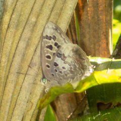 Arhopala hellenore