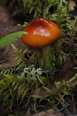 Cortinarius collinitus