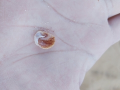 Bostrycapulus pritzkeri