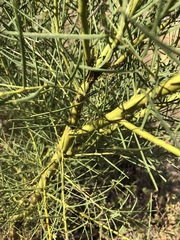 Acacia victoriae
