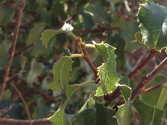 Prunus ilicifolia ilicifolia