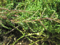 Suaeda heteroptera
