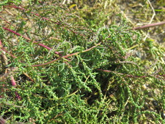 Suaeda heteroptera