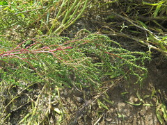 Suaeda heteroptera