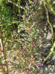 Suaeda heteroptera