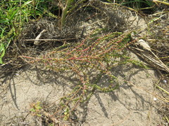 Suaeda heteroptera