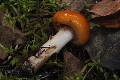 Cortinarius collinitus