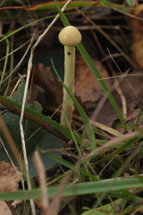 Protostropharia alcis
