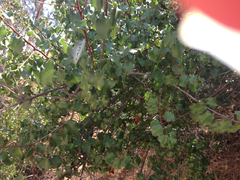 Prunus ilicifolia ilicifolia