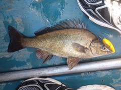 Silver Perch photo 1