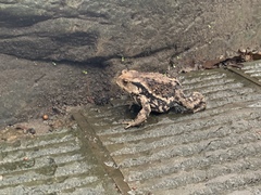 Bufo gargarizans