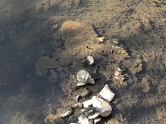 Trachemys scripta elegans