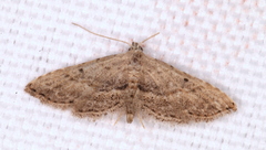 Araeopteron canescens