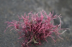 Ahnfeltia plicata