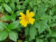 Sphagneticola calendulacea