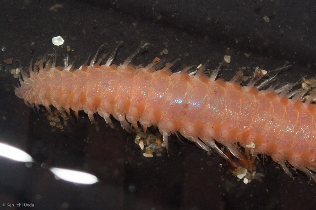 Pareurythoe californica