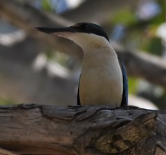 Todiramphus sanctus sanctus