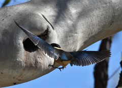 Todiramphus sanctus sanctus