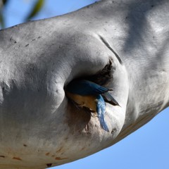 Todiramphus sanctus sanctus