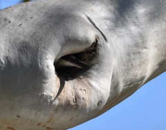 Todiramphus sanctus sanctus