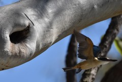 Todiramphus sanctus sanctus