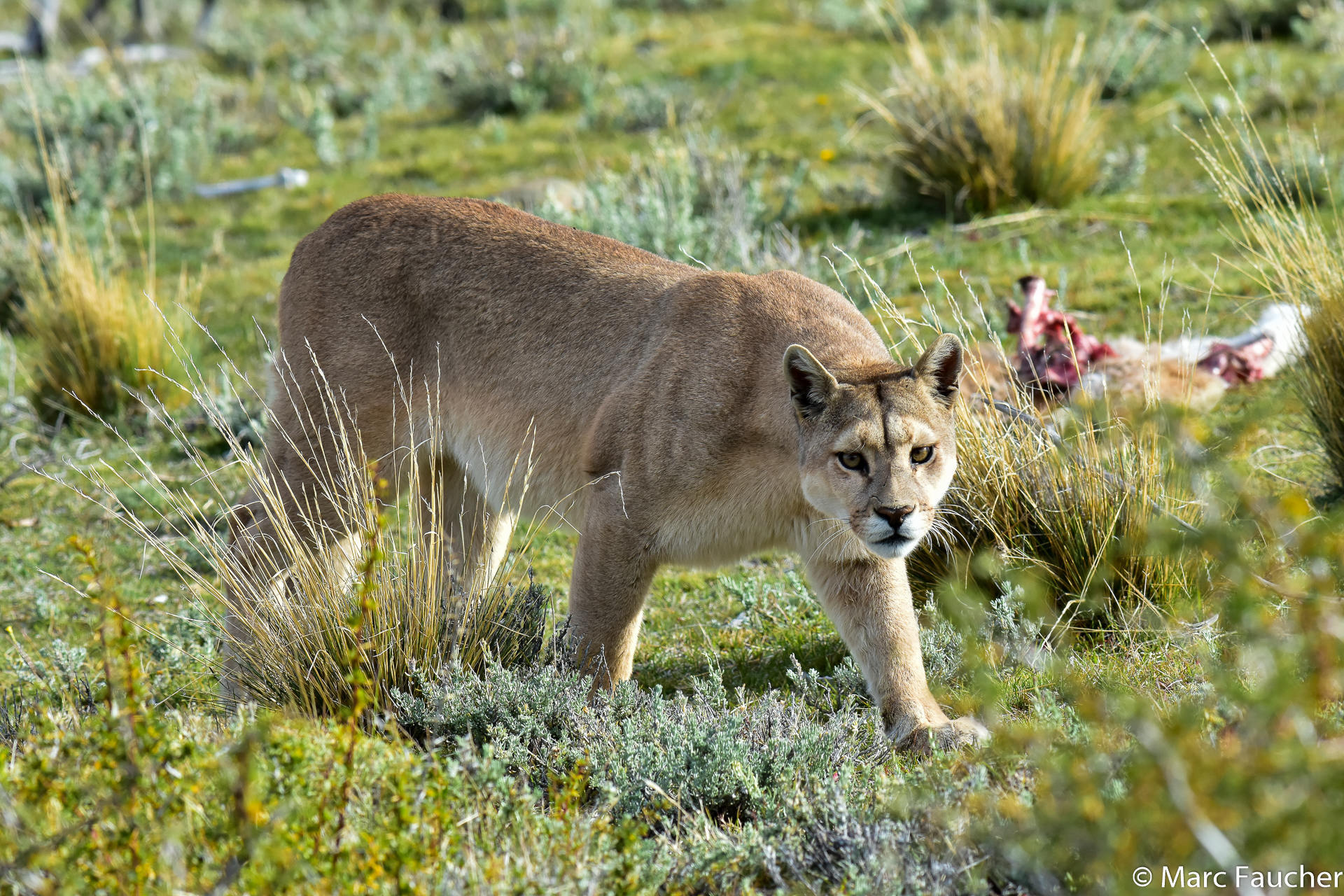 belofte bidden visie Mountain Lion (Puma concolor) · iNaturalist