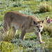 Puma - Photo (c) pfaucher, μερικά δικαιώματα διατηρούνται (CC BY-NC), uploaded by pfaucher