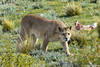 Mountain Lion - Photo (c) pfaucher, some rights reserved (CC BY-NC), uploaded by pfaucher