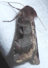Agnorisma bugrai