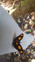 Catonephele numilia esite