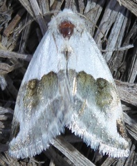 Plagiomimicus dimidiata