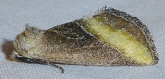 Plagiomimicus aureolum