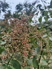 Rhus chinensis