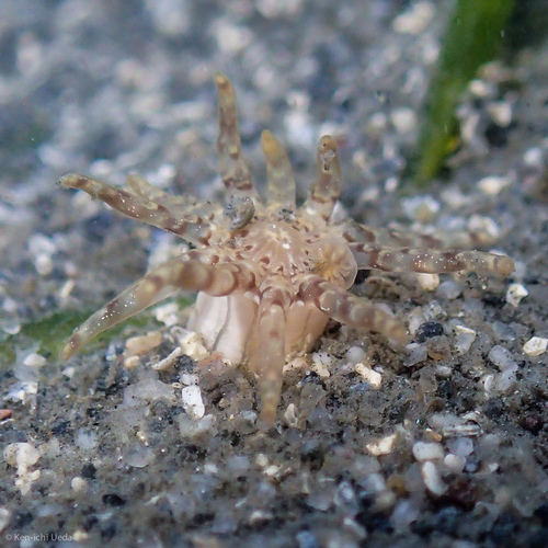 Halcampa crypta