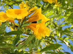 Xylocopa tabaniformis