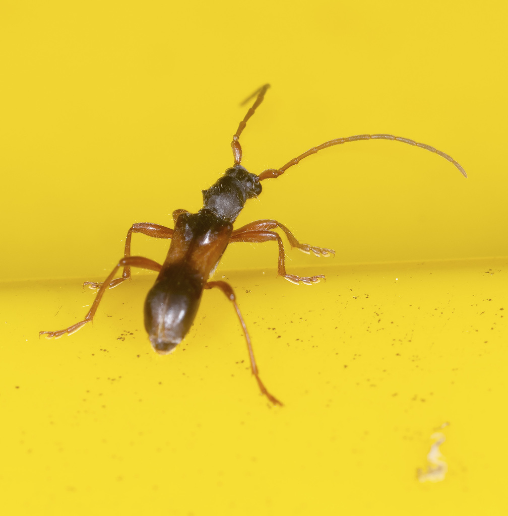 Ochyra coarctata