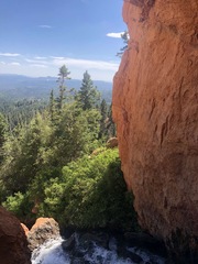 Calocedrus decurrens