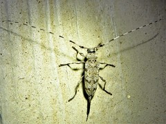 Acanthocinus obsoletus