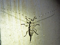 Acanthocinus obsoletus