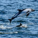 Patagoniandelfiini - Photo (c) pfaucher, osa oikeuksista pidätetään (CC BY-NC), lähettänyt pfaucher