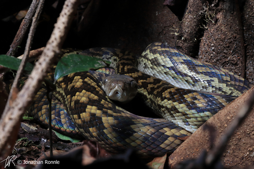 Australian Scrub Python sighting