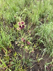 Pelargonium schlechteri