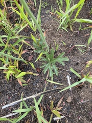 Pelargonium schlechteri