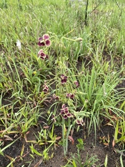 Pelargonium schlechteri