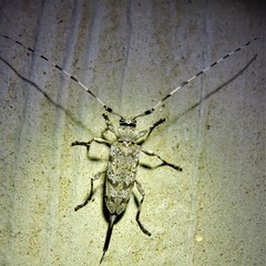 Acanthocinus obsoletus