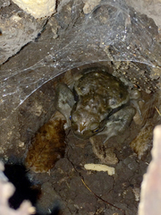 Bufo formosus