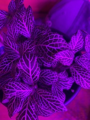 Fittonia